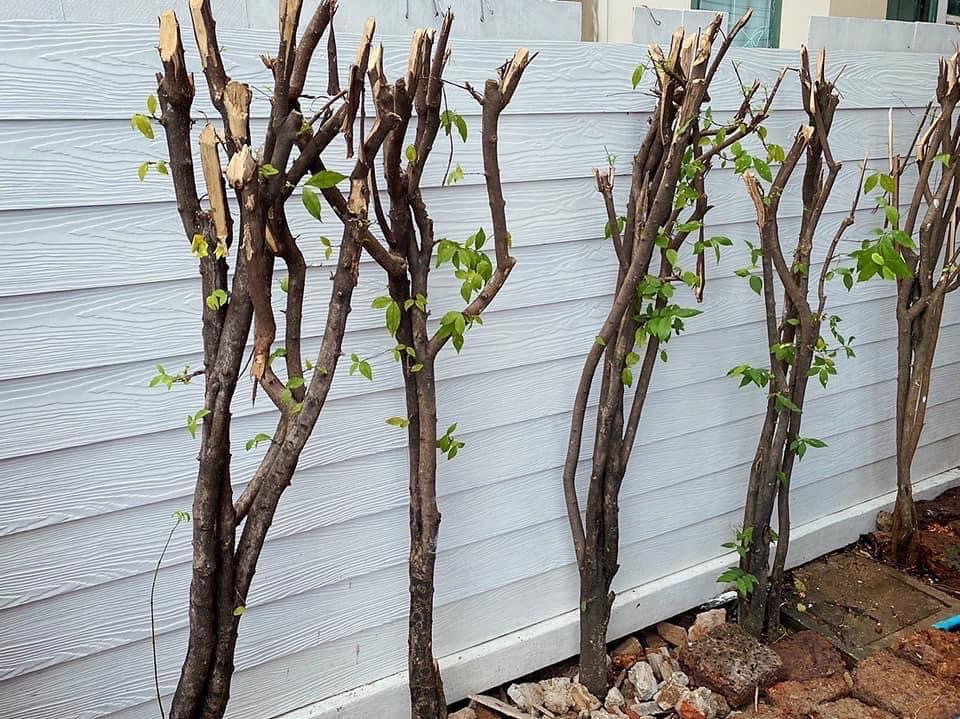 รูป ให้เช่า บ้านเดี่ยว (หมู่บ้านพฤกษาชาติแสนสุข ซอยรามคำแหง 118)  - รูปที่ 10/28