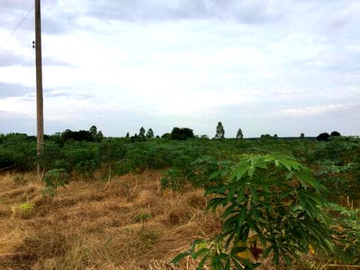 Land for sale Chachoengsao : Land for sale, area 18 rai, near Wat Nong Bon, Chachoengsao Province