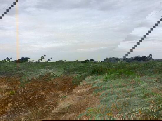 รูป ขายที่ดิน เนื้อที่ 18 ไร่ ใกล้วัดหนองบอน จ.ฉะเชิงเทรา เหมาะสำหรับทำบ้านพัก ทำไร่ ทำสวน หรือซื้อไว้เก็งกำไร ฯลฯ - รูปที่ 1/4