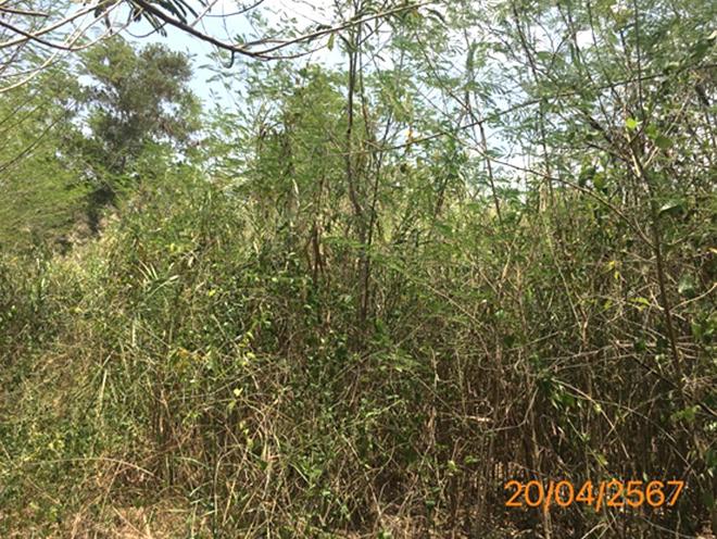 picture LAND 663 Sq.w. Khlong Thom Krabi for 2.9M - 7/20