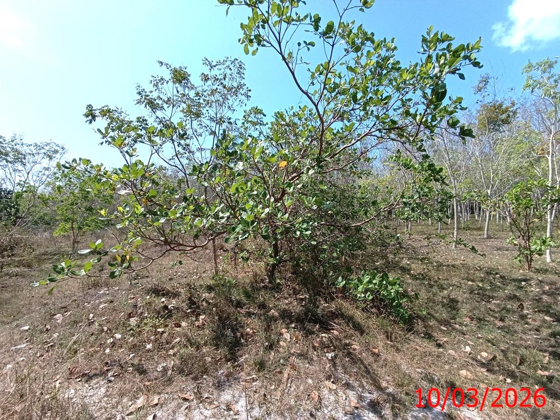 picture LAND 3554 Sq.w. Na Mom Songkhla for 4.6M - 15/22