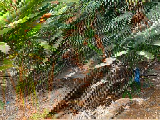 รูป เช่าบ้าน 2 ชั้น พร้อมที่ดิน สุขุมวิท ซอย 109 (สันติคาม ซ. 8) ซอยเย็นจิต หรือซอยวัดด่านสำโรง - รูปที่ 4/4