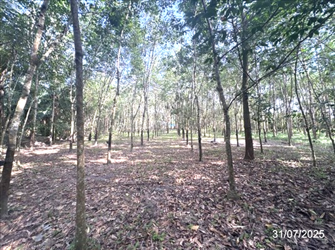 picture HOME 1504 Sq.w. Muang Trat Trat for 4.4M - 3/16