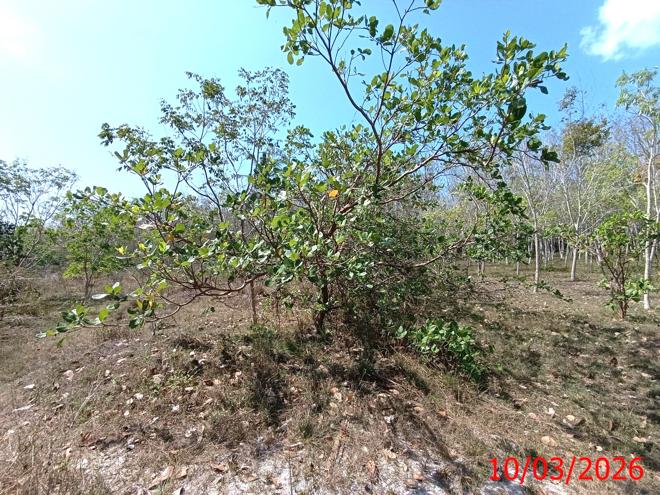 picture LAND 3554 Sq.w. Na Mom Songkhla for 4.6M - 6/22