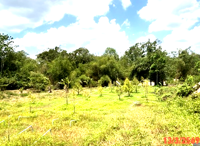 LAND 250 Sq.w. Hat Yai Songkhla for 1.9M