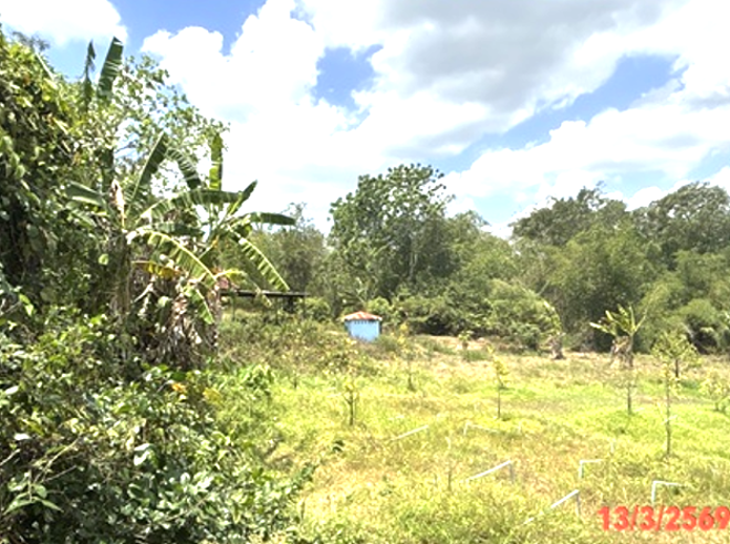 picture LAND 250 Sq.w. Hat Yai Songkhla for 1.9M - 3/16