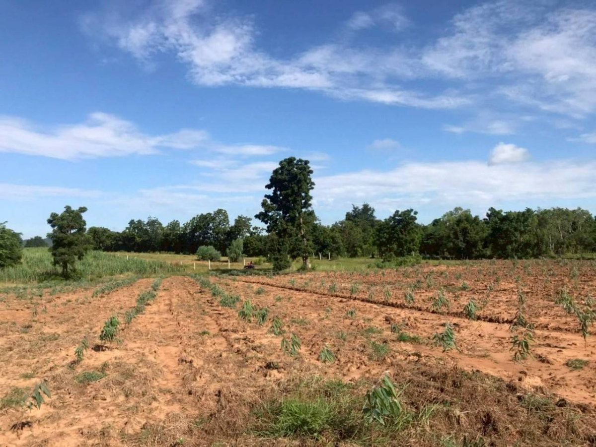 picture Land for sale in Lopburi Province, Lam Sonthi District. - 9/11
