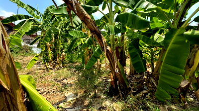 ที่ดิน การไฟฟ้าฝ่ายผลิตแห่งประเทศไทย : ขายที่ดินแปลงมุม 130 ตรว ติดถนน 2 ด้าน ประชาชื่น 28 ทำเลทองใกล้รถไฟฟ้า 2 สาย เข้าออกได้ 2 ทาง