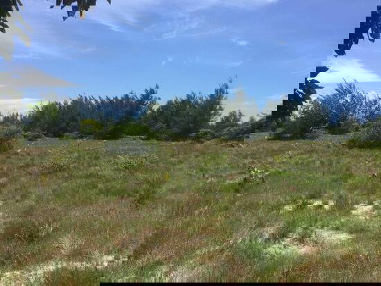 รูป ขายที่ดิน เกาะพระทอง จ.พังงา เนื้อที่ 39-2-30 ไร่ - รูปที่ 2/4