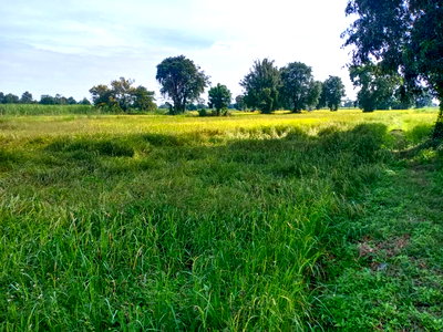 ขายที่ดิน : ขายที่ดินโฉนด อำเภอห้วยแถลง จ.นครราชสีมา