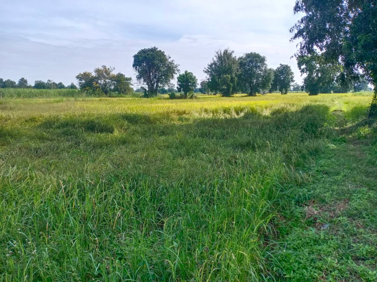 รูป ขายที่ดินโฉนด อำเภอห้วยแถลง จ.นครราชสีมา - รูปที่ 1/7