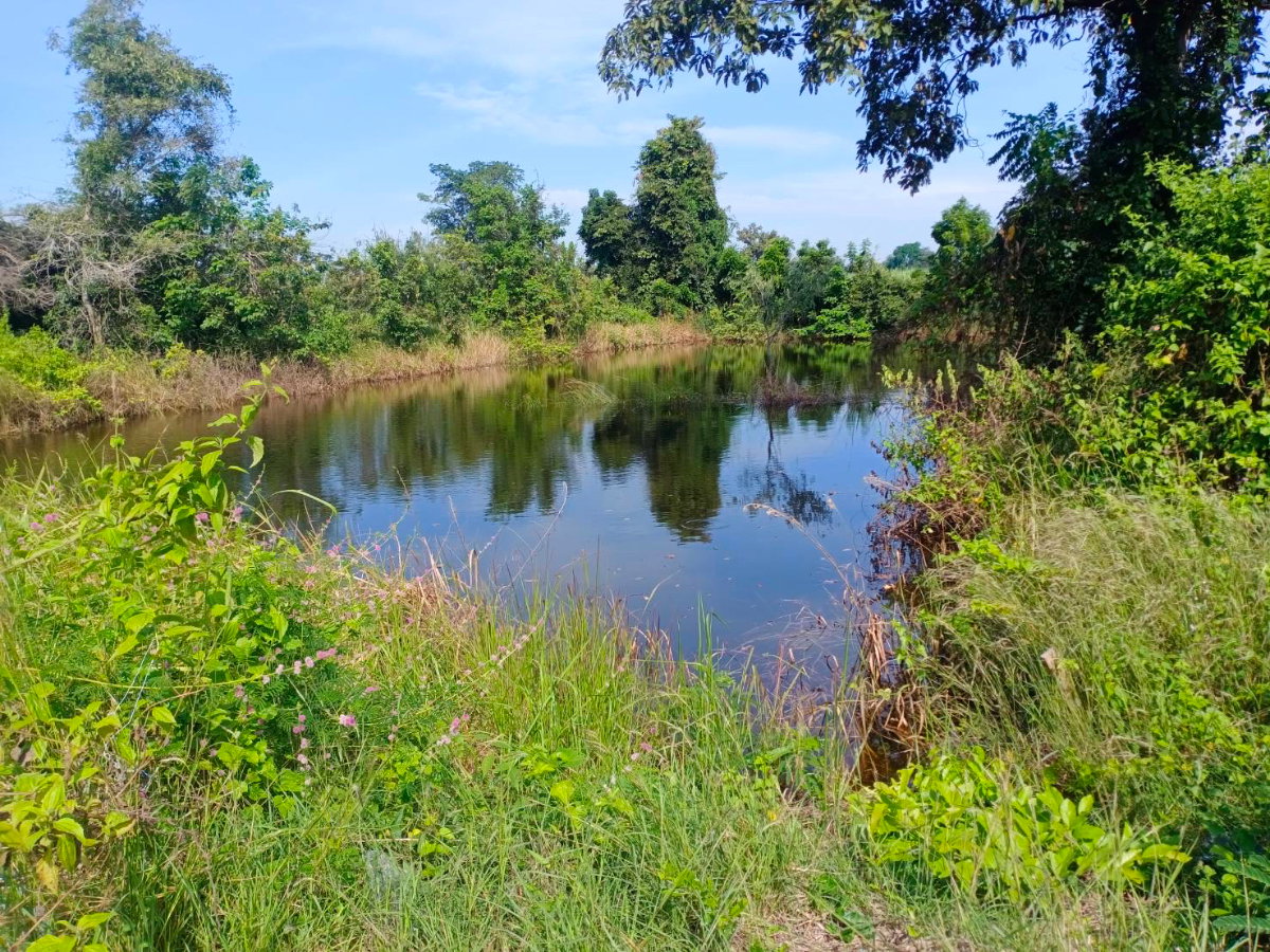 รูป ขายที่ดินโฉนด อำเภอห้วยแถลง จ.นครราชสีมา - รูปที่ 2/7