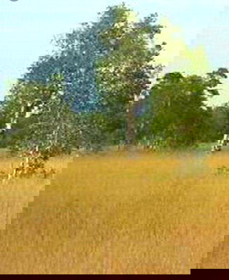 ขายที่ดิน : ขายที่ดิน เกาะพระทอง จ.พังงา เนื้อที่ 39-2-30 ไร่