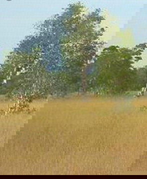 ขายที่ดิน เกาะพระทอง จ.พังงา เนื้อที่ 39-2-30 ไร่