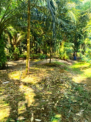 ที่ดิน เวียงสระ สุราษฎร์ธานี : ที่ดินนส.3 ก ครุฑเขียว เนื้อที่ 6 ไร่ 303 ตร.ว.