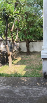 ขาย บ้านเดี่ยวในเมือง บางนา-ศรีนครินทร์-สวนหลวง ใกล้แหล่งไลฟ์สไตล์  3 ห้องนอน 2 ห้องน้ำ 51 ตรว