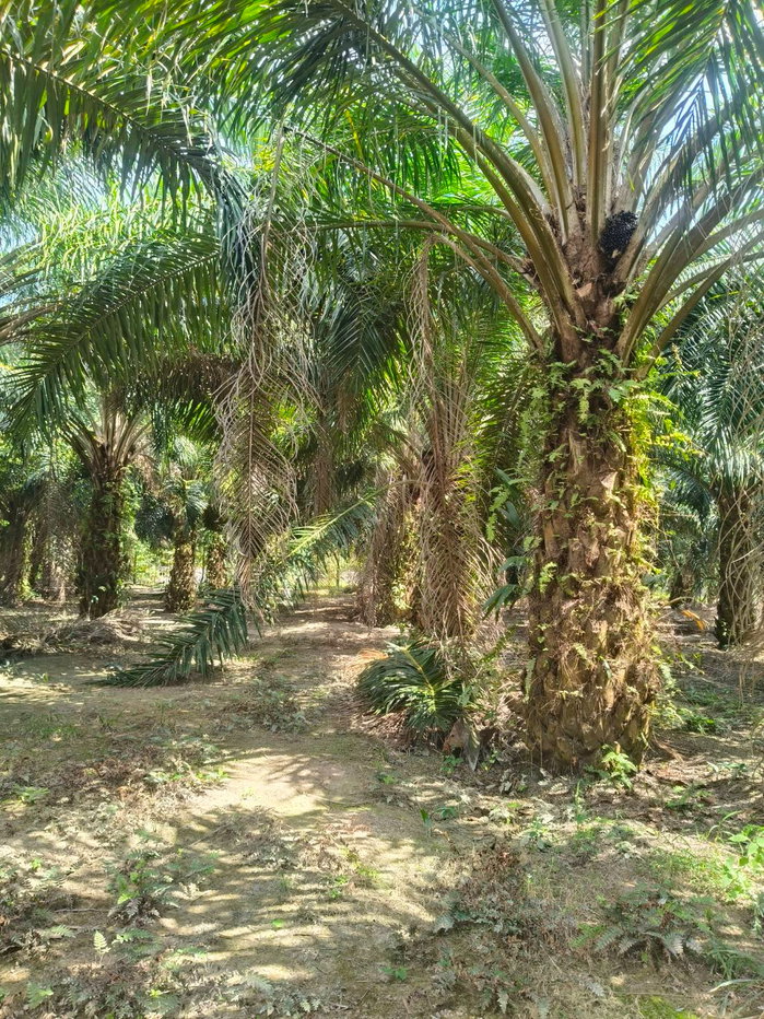 รูป ที่ดินนส.3 ก ครุฑเขียว เนื้อที่ 6 ไร่ 303 ตร.ว. - รูปที่ 2/4