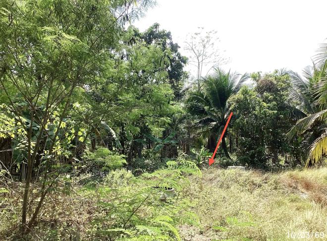 picture LAND 2400 Sq.w. Damnoen Saduak Ratchburi for 7.2M - 4/12