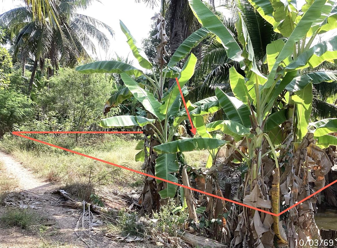 picture LAND 2400 Sq.w. Damnoen Saduak Ratchburi for 7.2M - 6/12