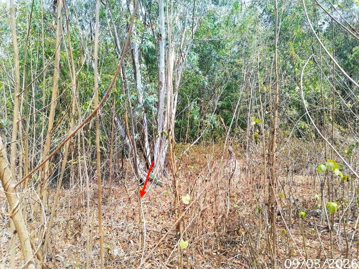 รูป ที่ดินว่างเปล่า 800 ตร.วา บางไทร พระนครศรีอยุธยา 6.4M - รูปที่ 8/12