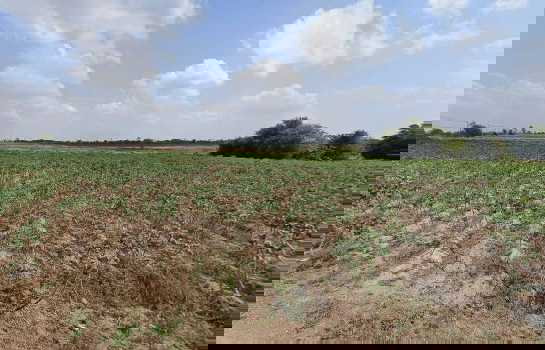 รูป ให้ เช่า ที่ดิน 14-2-31 ไร่ มาบคล้า คลองกิ่ว บ้านบึง ชลบุรี เหมาะทำโกดัง คลังสินค้า การเกษตร ฟาร์มเชิงท่องเที่ยว - รูปที่ 6/7