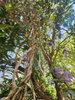 listing thumbnail image 12