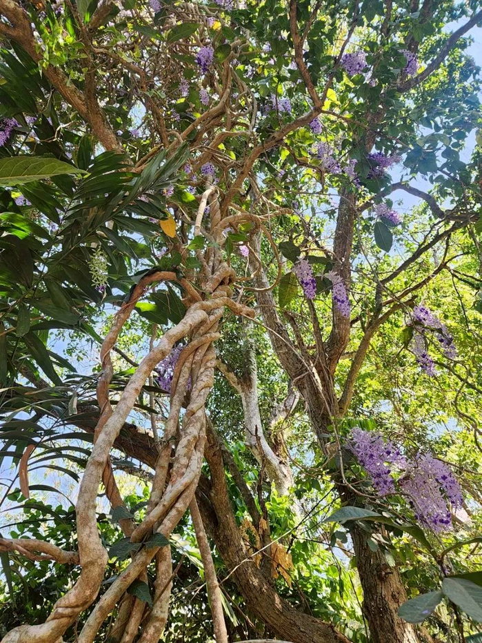 รูป ขายที่ดินพร้อมสวน  อ.ปากช่อง จ.โคราช (5 ไร่ 2 งาน) หลัง Big C ปากช่อง-เขาใหญ่ - รูปที่ 13/24