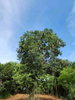 listing thumbnail image 13
