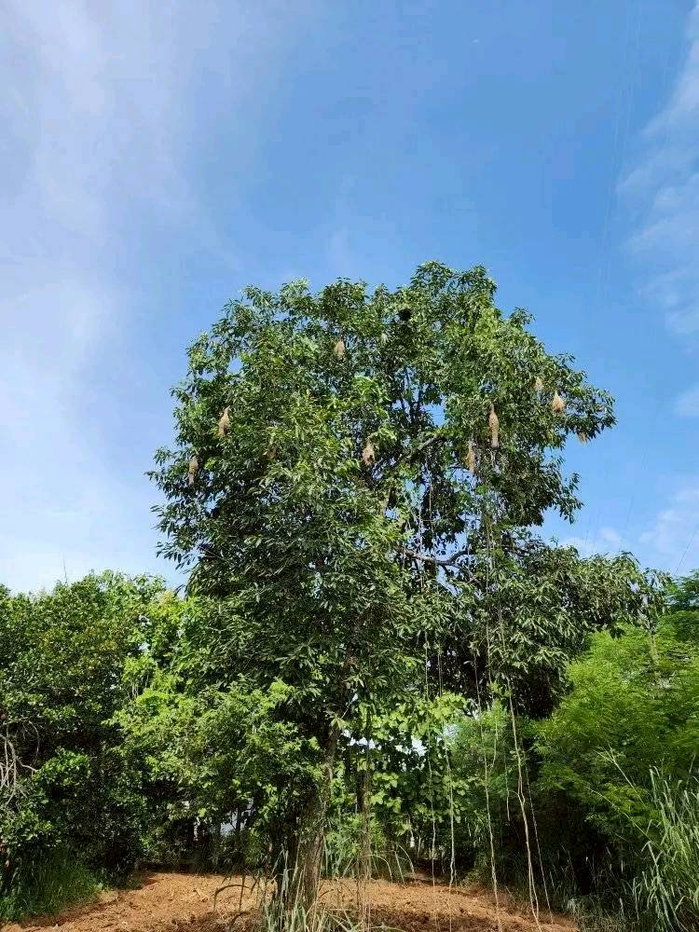 รูป ขายที่ดินพร้อมสวน  อ.ปากช่อง จ.โคราช (5 ไร่ 2 งาน) หลัง Big C ปากช่อง-เขาใหญ่ - รูปที่ 14/24