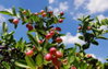 listing thumbnail image 17