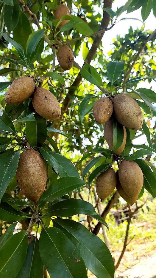 รูป ขายที่ดินพร้อมสวน  อ.ปากช่อง จ.โคราช (5 ไร่ 2 งาน) หลัง Big C ปากช่อง-เขาใหญ่ - รูปที่ 15/24