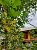 listing thumbnail image 20