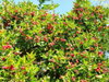 listing thumbnail image 8