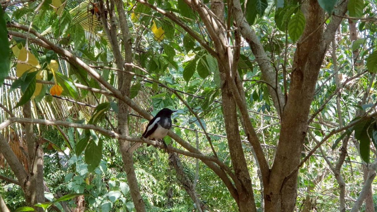 รูป ขายที่ดินพร้อมสวน  อ.ปากช่อง จ.โคราช (5 ไร่ 2 งาน) หลัง Big C ปากช่อง-เขาใหญ่ - รูปที่ 6/24