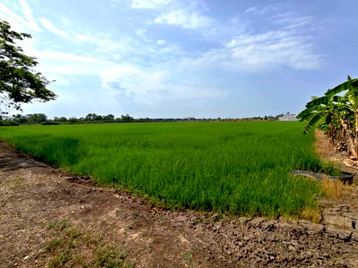 Land for sale : Golden-location land in Pathum Thani, Bang Khu Wat. No flooding. Located in a community area.