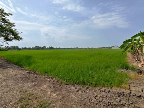 ที่ดินทำเลทอง ปทุมธานี บางคูวัด น้ำไม่ท่วม ย่านชุมชน