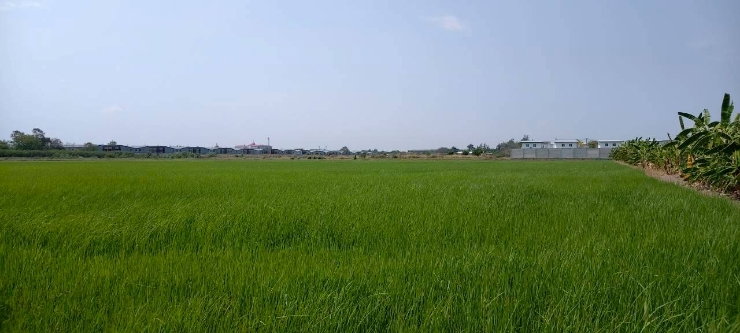 รูป ที่ดินทำเลทอง ปทุมธานี บางคูวัด น้ำไม่ท่วม ย่านชุมชน - รูปที่ 2/4