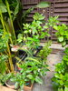 listing thumbnail image 51