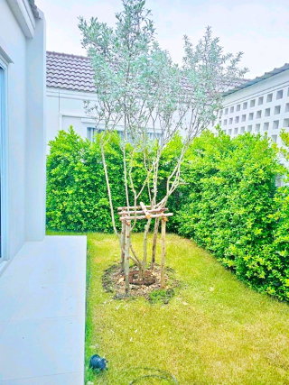 รูป วัดพระพุทธบาทน้อย 900 ม. บ้านเดี่ยว 3นอน 3 น้ำ ใกล้ ตลาดชุมชน 800 ม. สองคอน แก่งคอย จังหวัดสระบุรี - รูปที่ 8/8