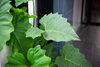 listing thumbnail image 12