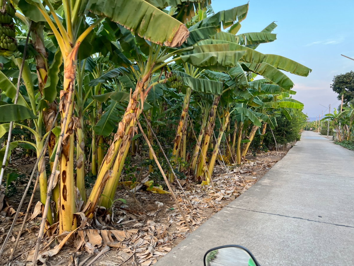 รูป ที่ดิน 7 ไร่ 2 งาน 89 ตารางวา จังหวัดเพชรบุรี ติดถนนทางหลวงแผ่นดิน ราคา 7,000,000 บาท สามารถต่อรองได้ - รูปที่ 5/20