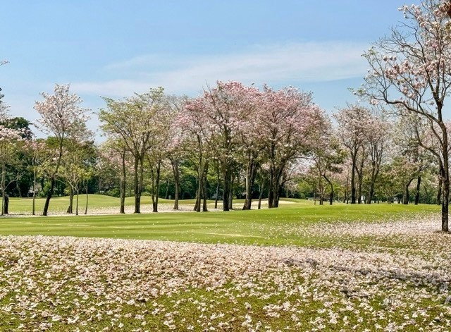 รูป Rare Item ที่ดินในหมู่บ้านและสนามกอล์ฟนวธานี - รูปที่ 11/14