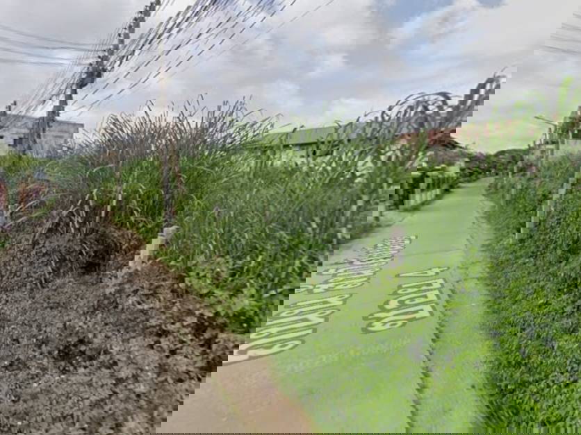 รูป ขายที่ดิน ถมแล้ว แปลงมุม จ.เชียงราย - รูปที่ 3/4