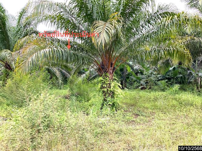 รูป บ้านเดี่ยว 3646 ตร.วา ทุ่งสง นครศรีธรรมราช 12M - รูปที่ 15/38