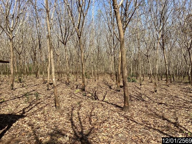 picture LAND 11227 Sq.w. Nongkai for 9M - 6/24