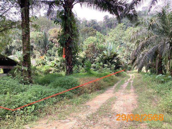 picture LAND 2165 Sq.w. Kapong Phangnga for 4M - 16/36