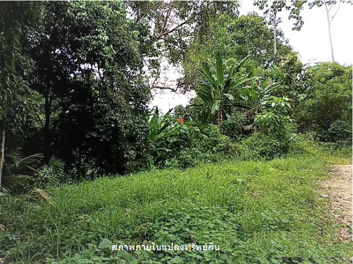 picture PROPERTY 11778.5 Sq.w. Ko Samui Surat Thani for 83M - 6/12