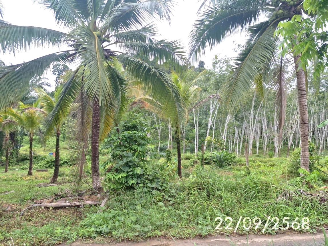 รูป บ้านเดี่ยว 1144.6 ตร.วา กันตัง ตรัง 6M - รูปที่ 16/20