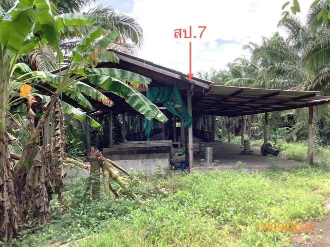 รูป ฟาร์ม 2259.1 ตร.วา เฉลิมพระเกียรติ นครศรีธรรมราช 5.6M - รูปที่ 12/36