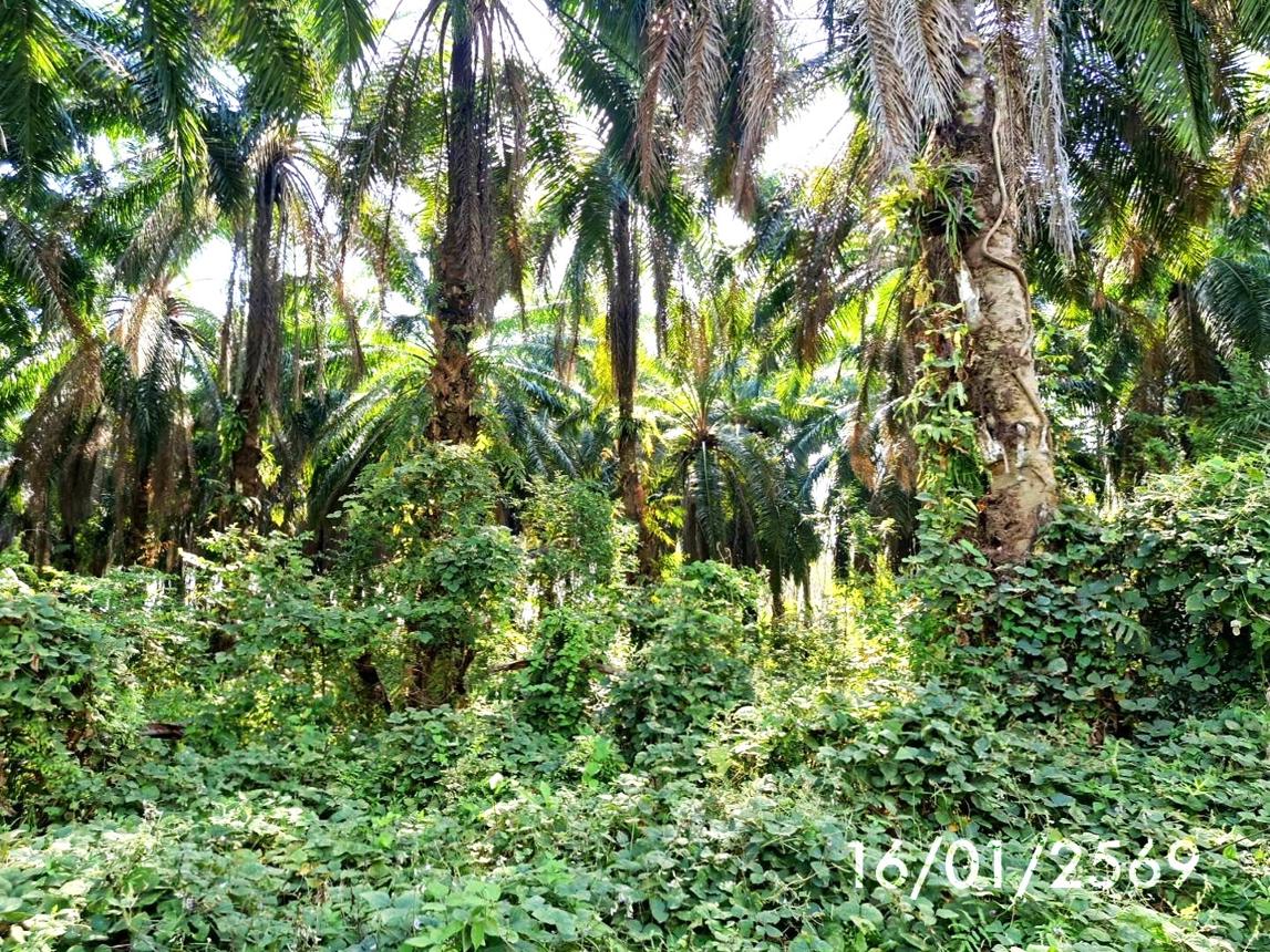 รูป สวนเกษตร 3261.2 ตร.วา ปะเหลียน ตรัง 2.7M - รูปที่ 11/16